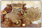 Pom Pom Crab